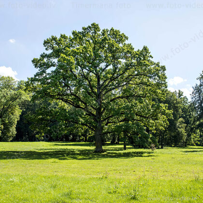 Ozols Mežotnes pils parkā
