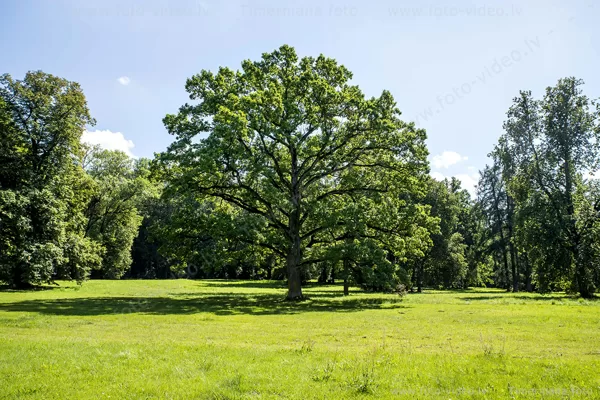 Ozols Mežotnes pils parkā